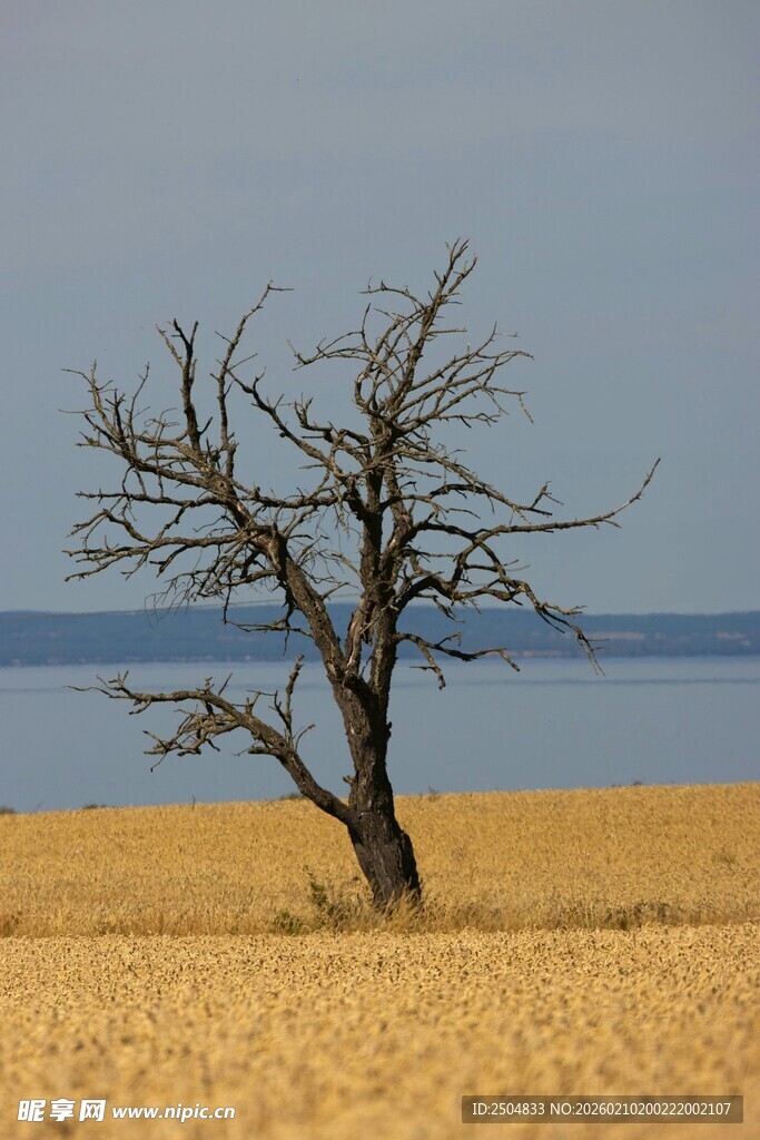  漠孤树与远方海景
