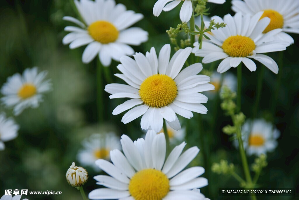 清新雏菊绽放