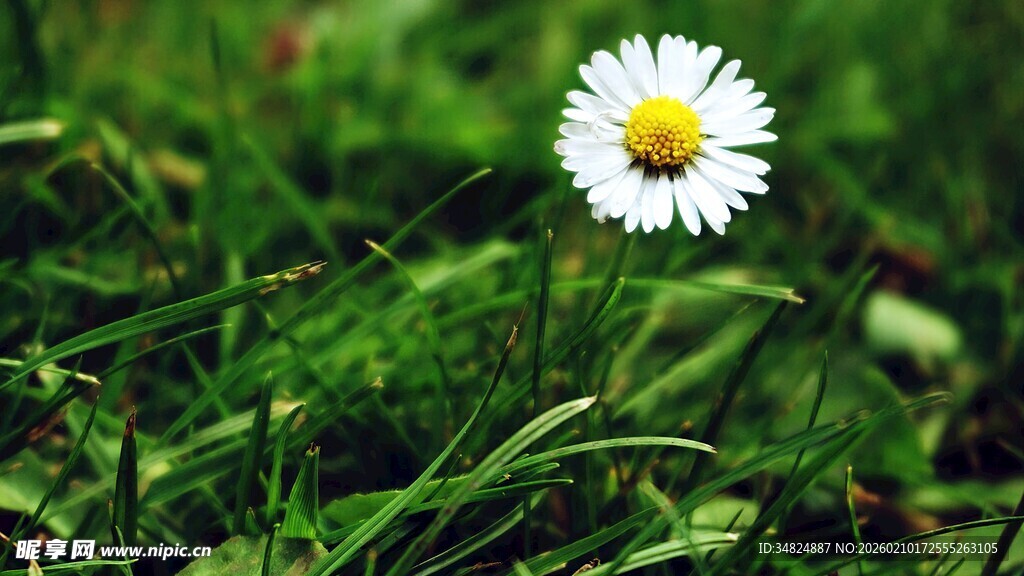 草地上的白色雏菊