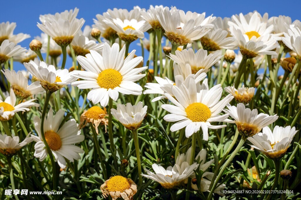 阳光下绽放的白色雏菊