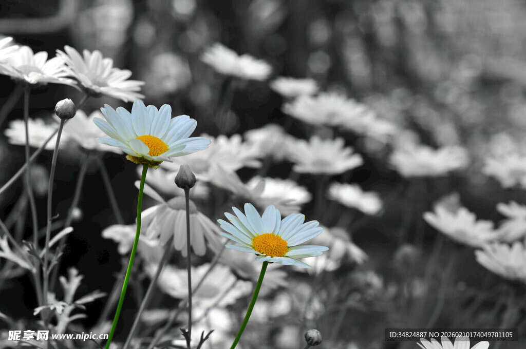 黑白背景中的清新雏菊