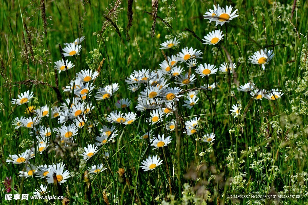 草地上的雏菊绽放