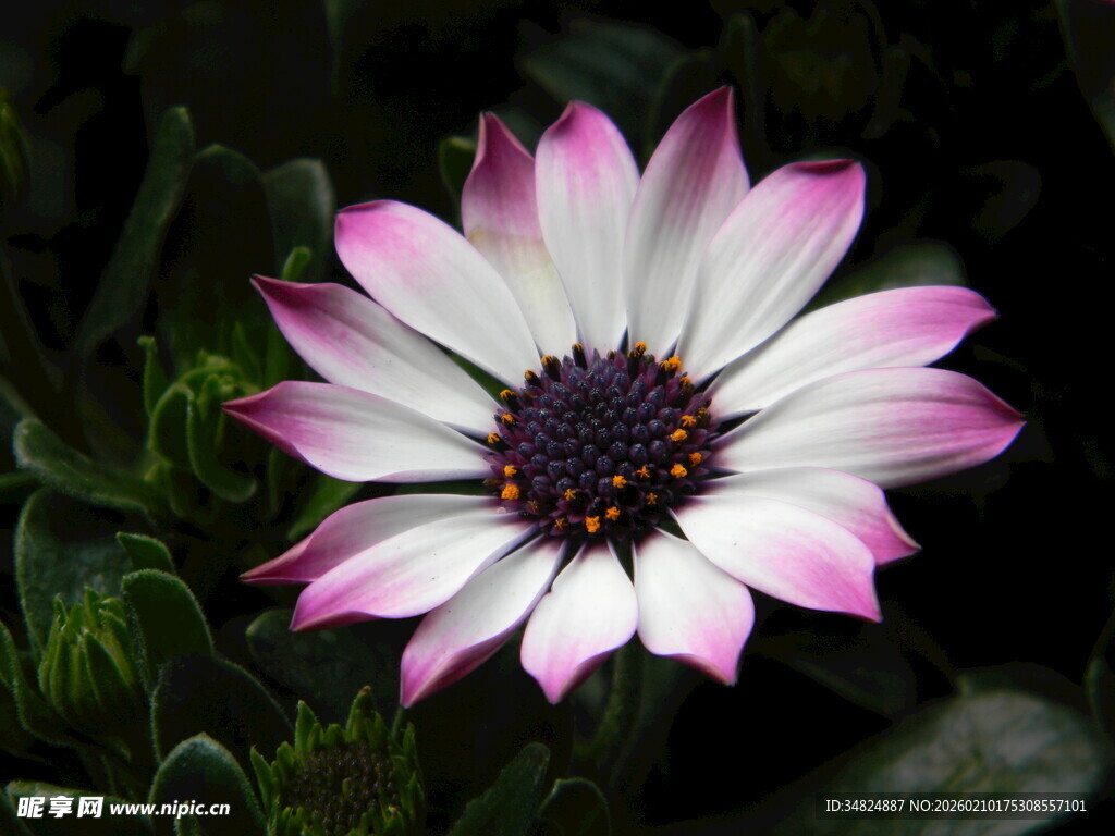 粉白相间美丽勋章菊