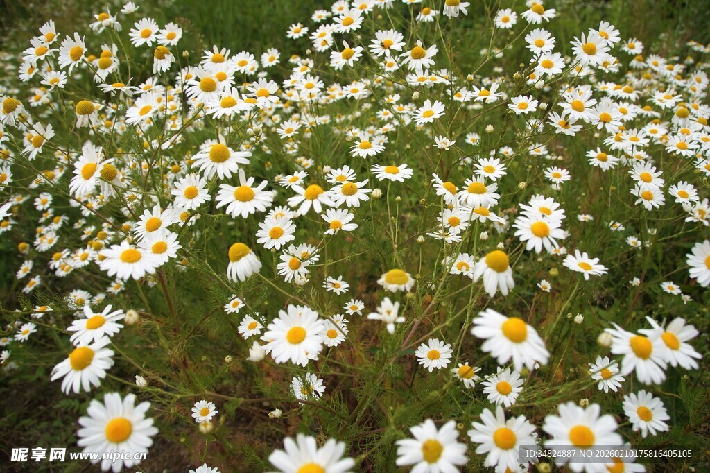 雏菊盛开的美丽草地