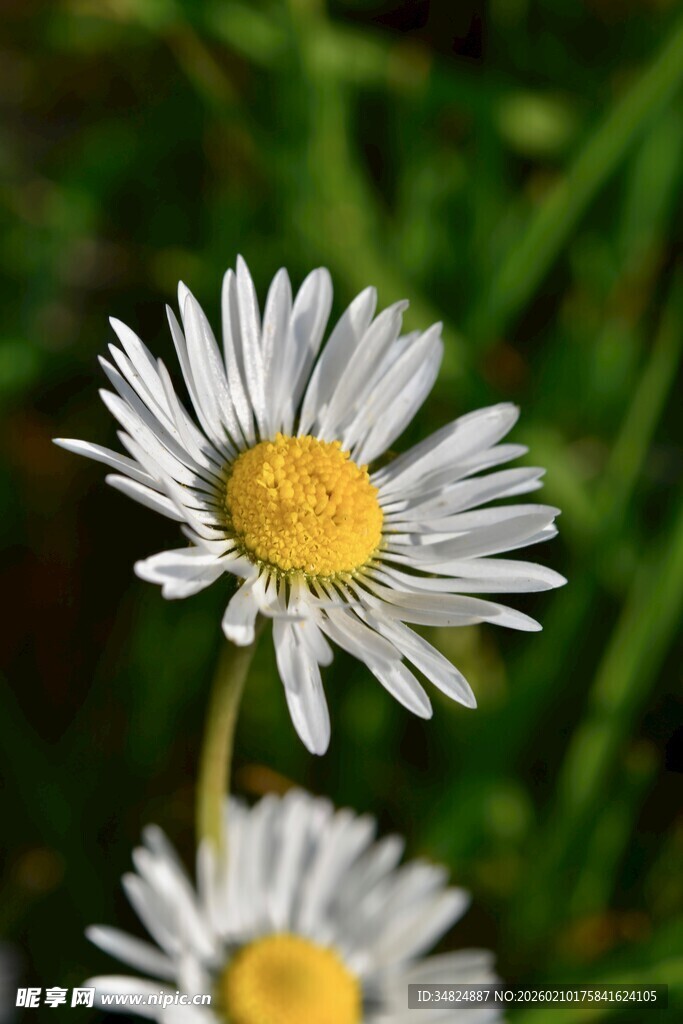 清新小白菊绽放于绿野