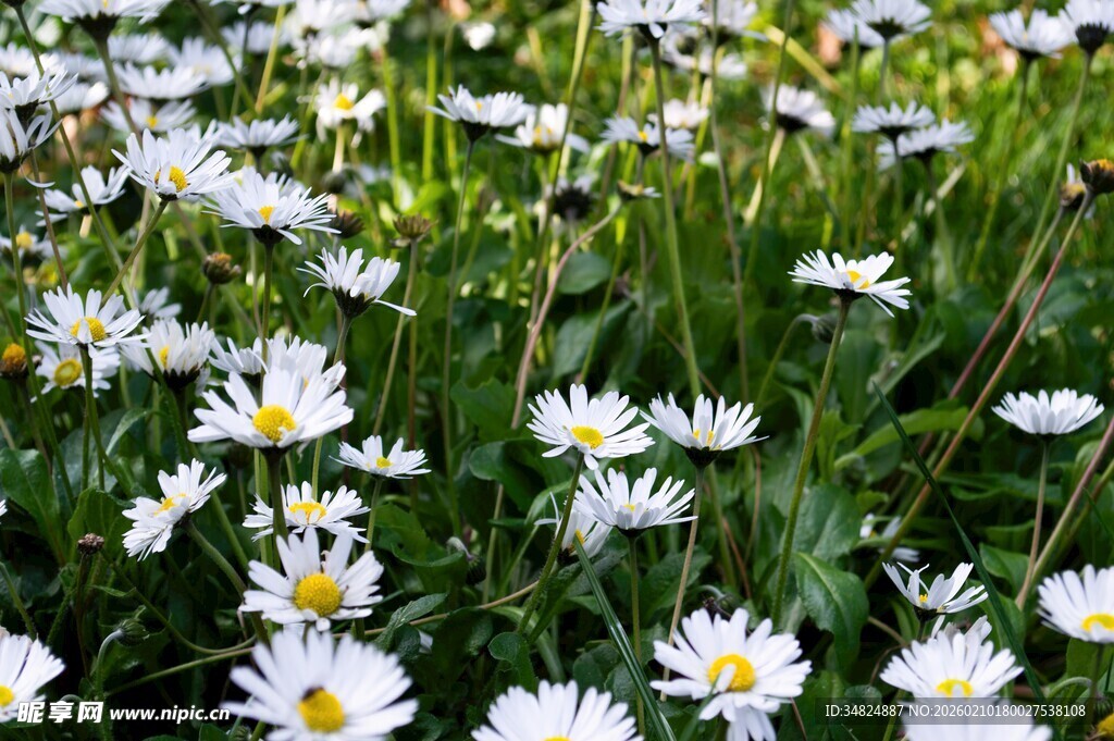 白色雏菊绽放于绿草地