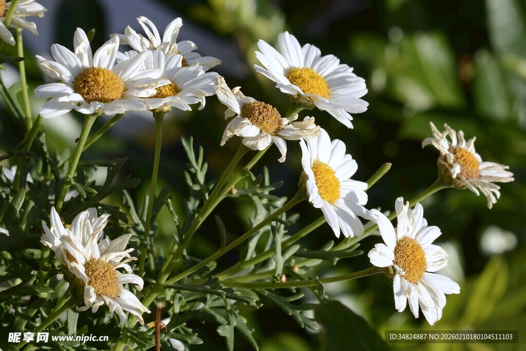 清新雏菊绽放于绿意间