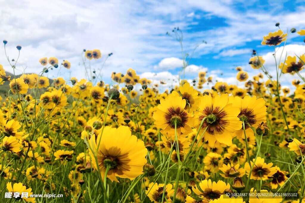 金黄向日葵花海