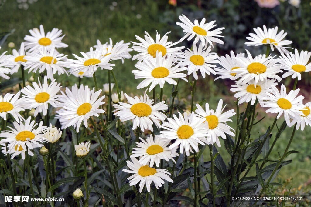 绽放的美丽雏菊