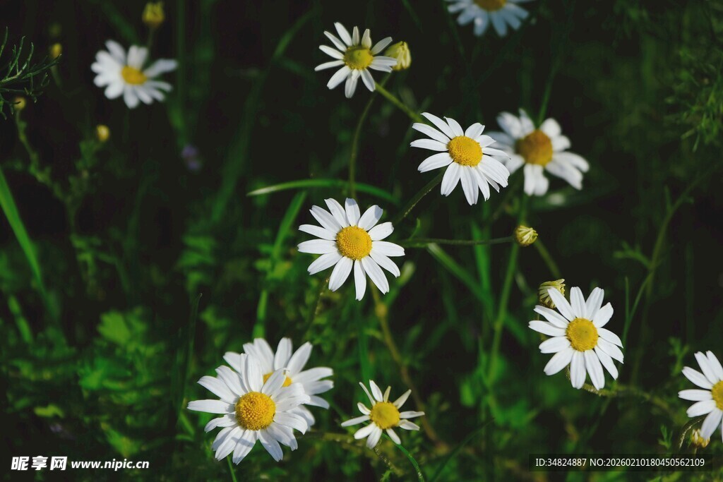 清新雏菊绽放于绿意间
