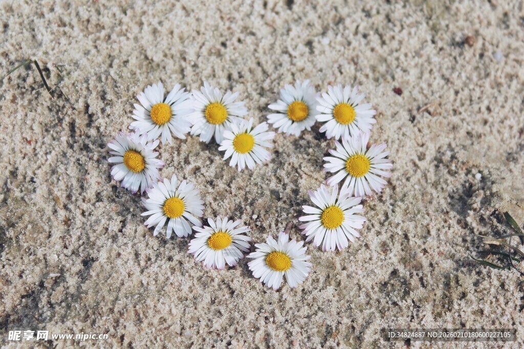 雏菊拼成的心形图案