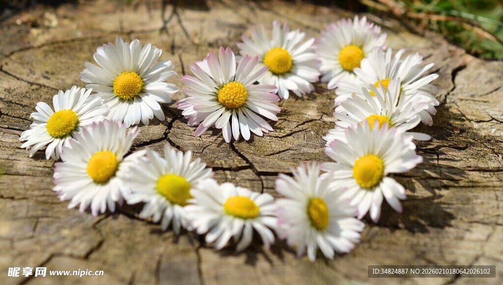 雏菊摆成的心形图案