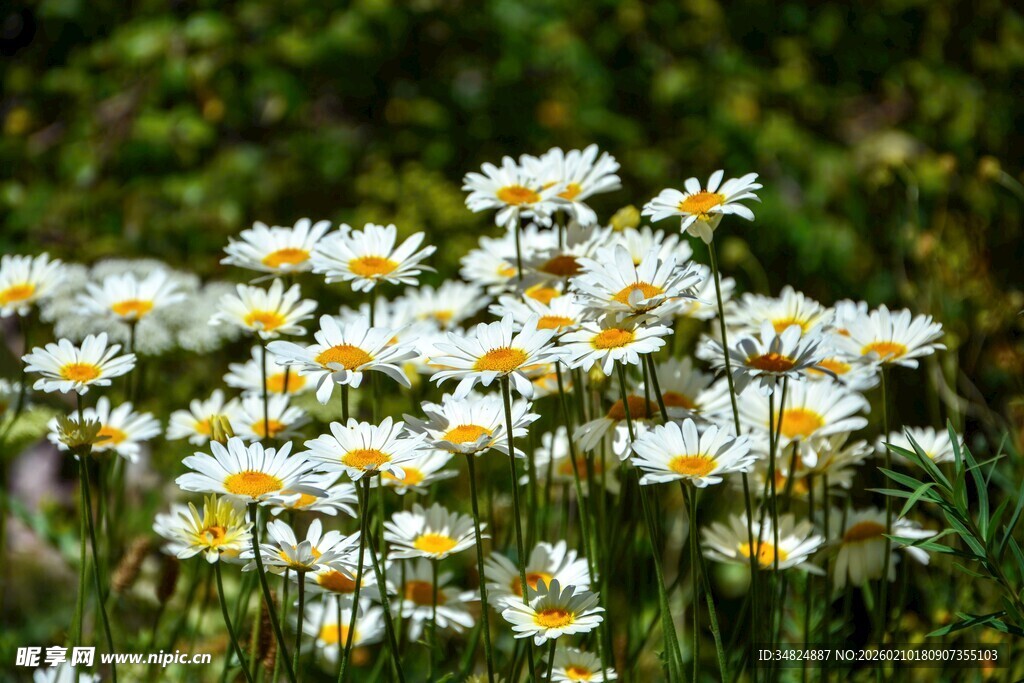 田野中的白色雏菊绽放