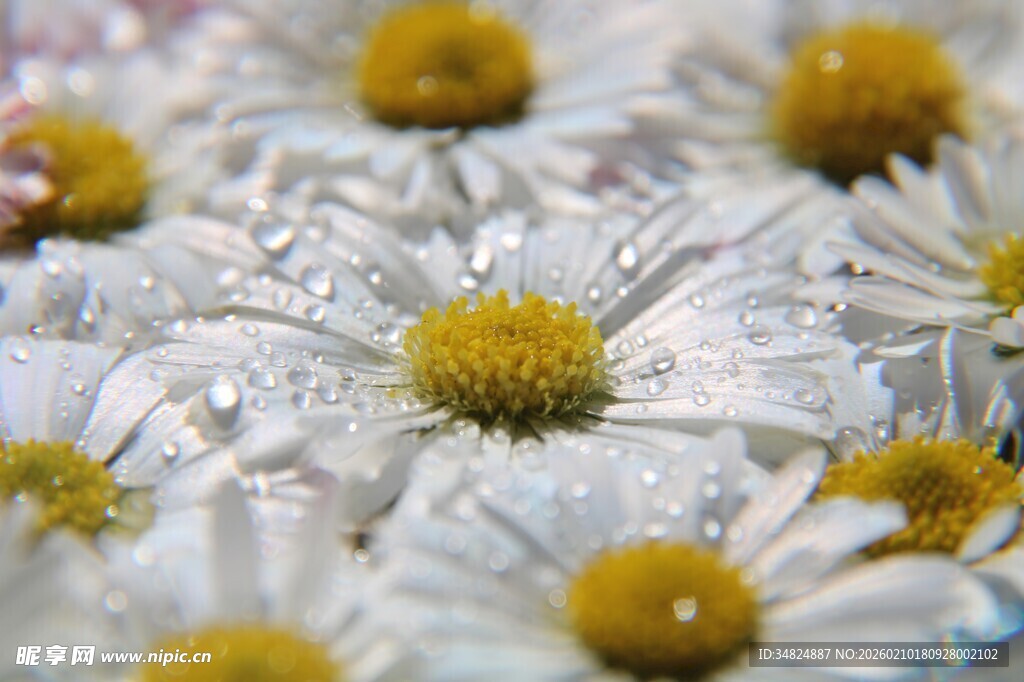 带露雏菊清新绽放