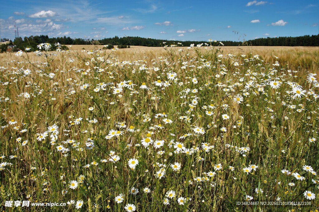 夏日蒲公英花海美景