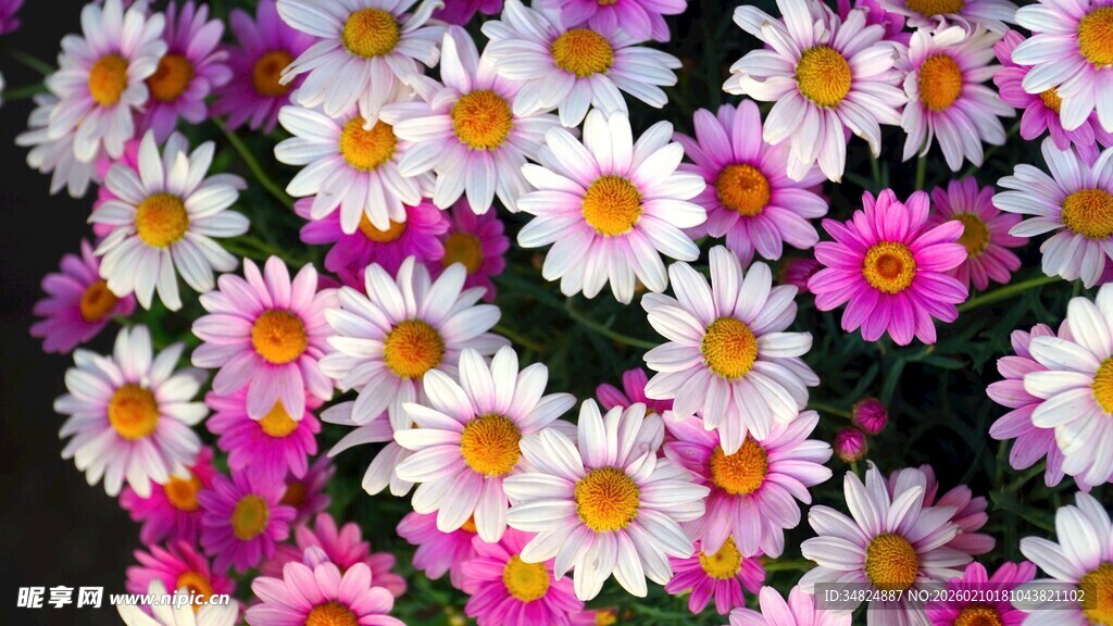 多彩雏菊绽放美景