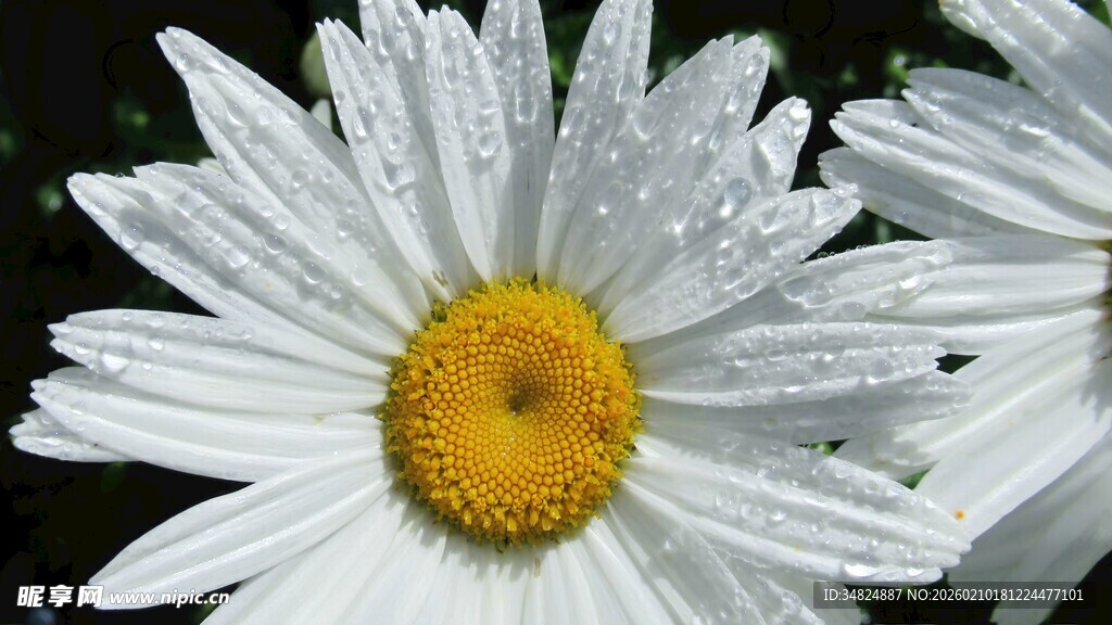 带露珠的白色雏菊