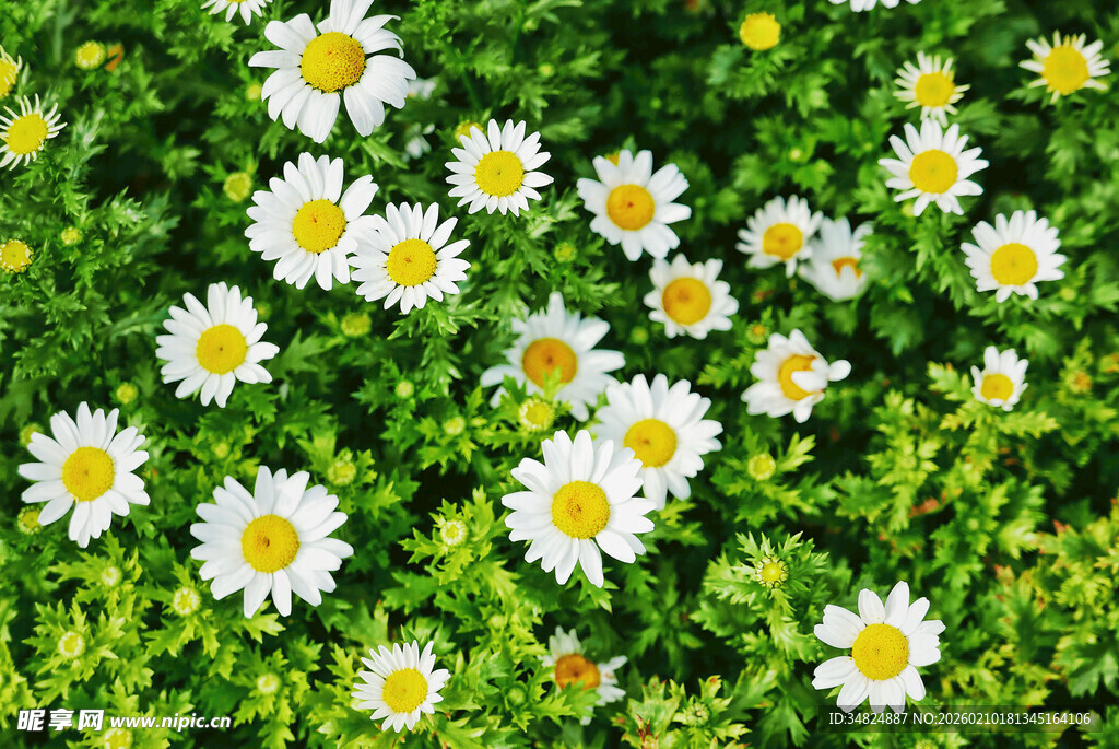 雏菊绽放于翠绿草地