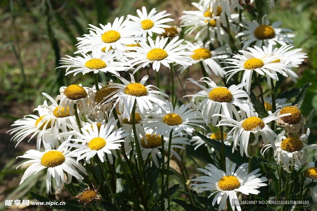 绽放的清新小白菊