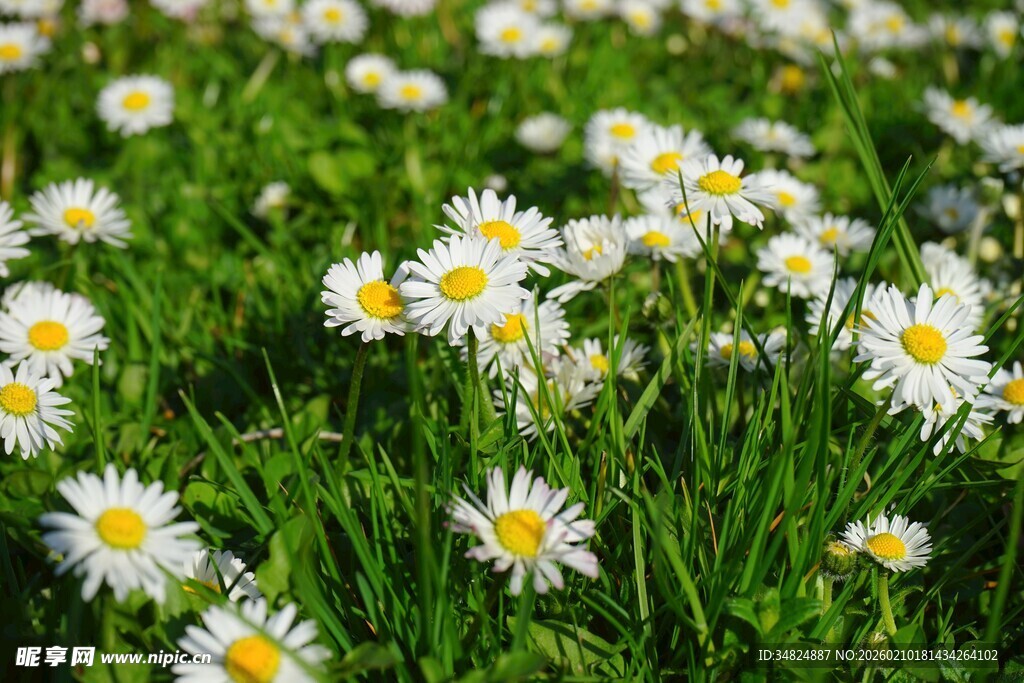 春日雏菊盛放的清新草地