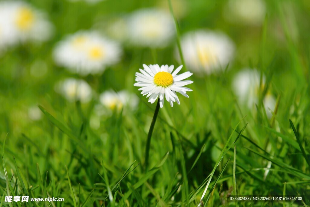 草地上的清新小雏菊