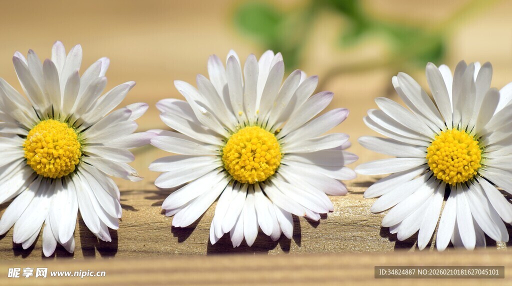 三朵清新雏菊排列展示