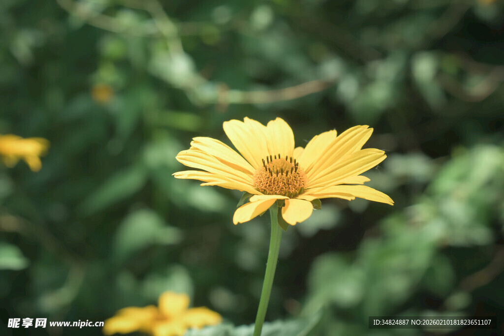 黄色菊花绽放于绿意间