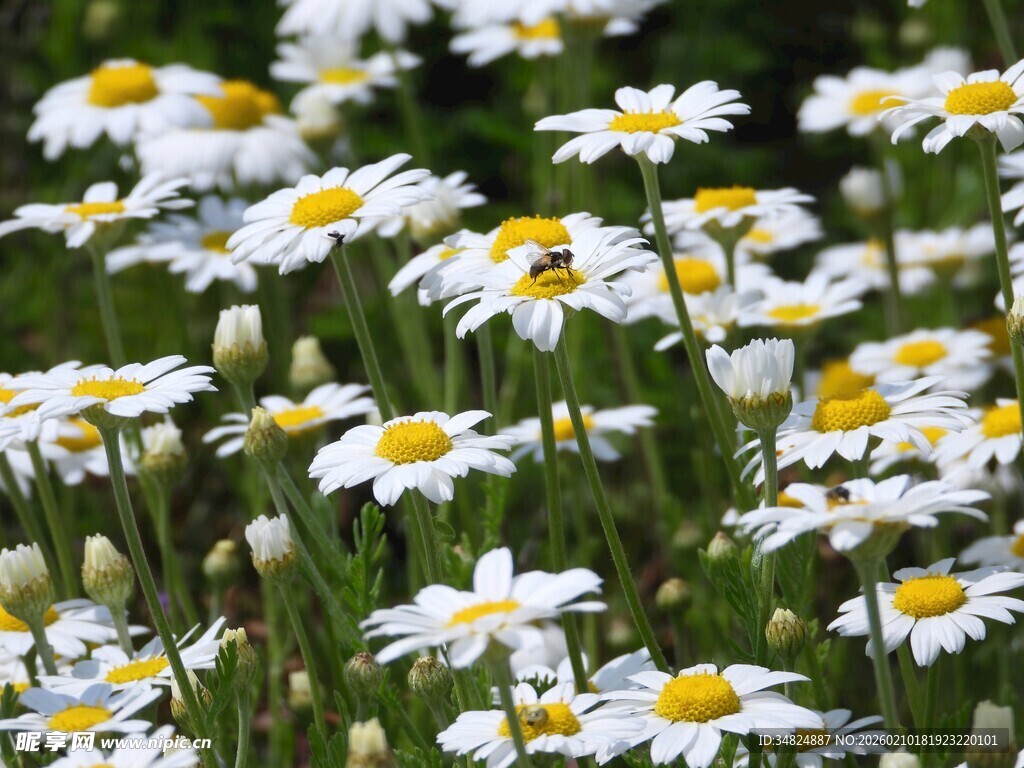 清新小白菊绽放的美丽