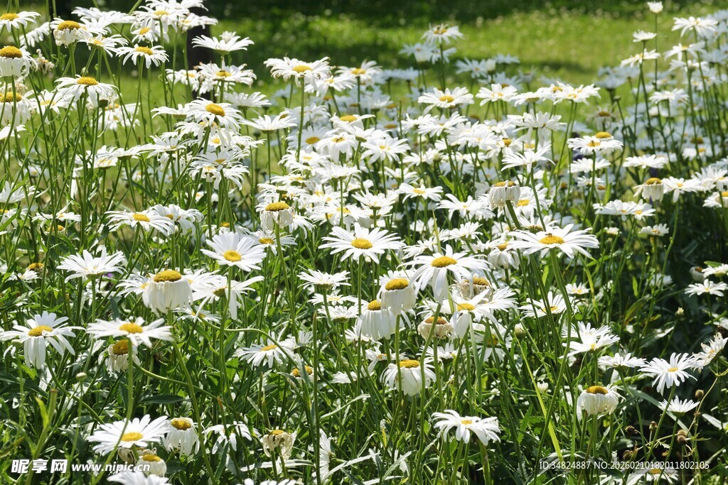 春日雏菊绽放美景