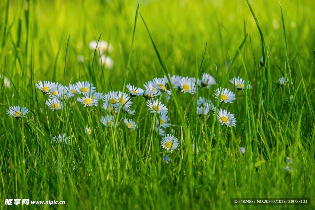 绿草间绽放的白色菊花