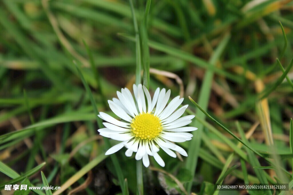 草丛中的白色小雏菊