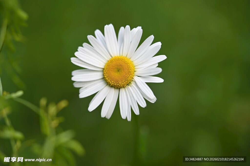 单朵雏菊绽放于绿意间