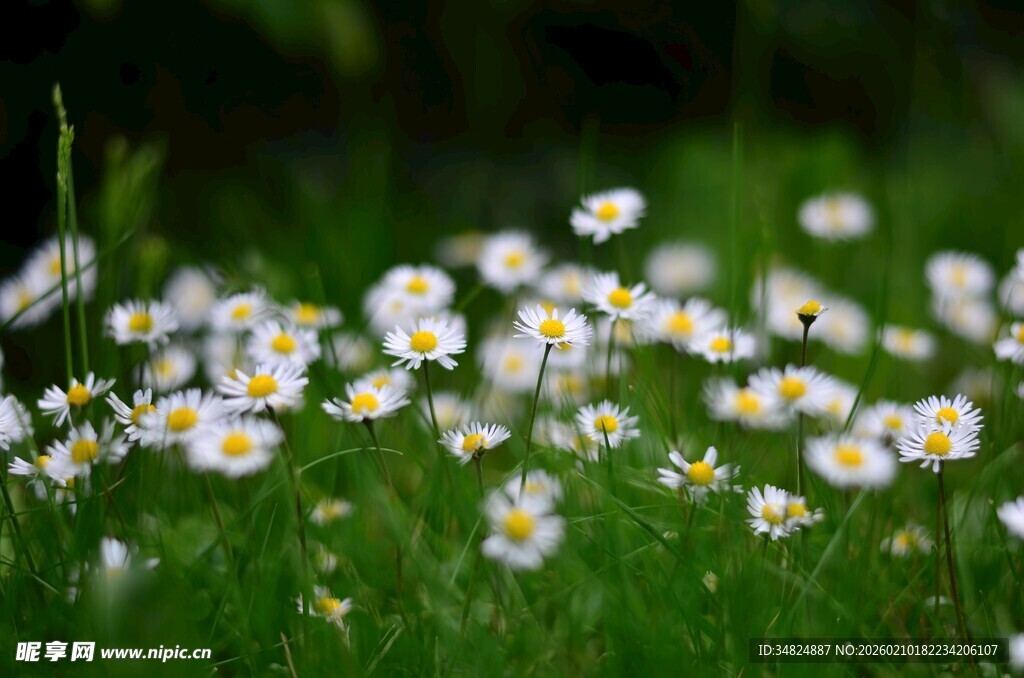 草地上的小白雏菊