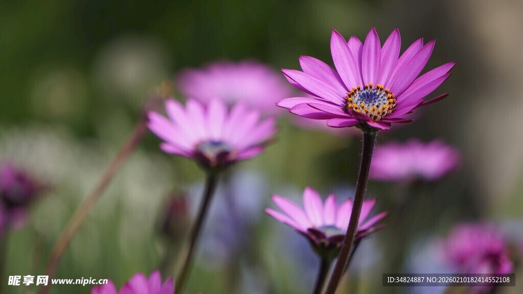 绽放的紫色雏菊花