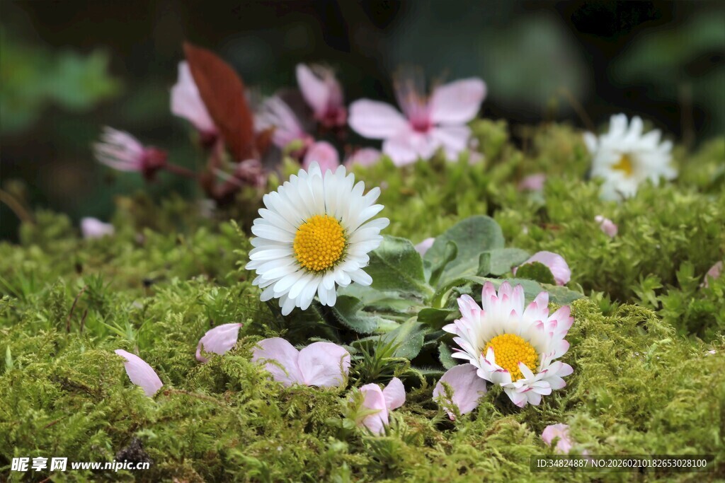 草地上的清新菊花