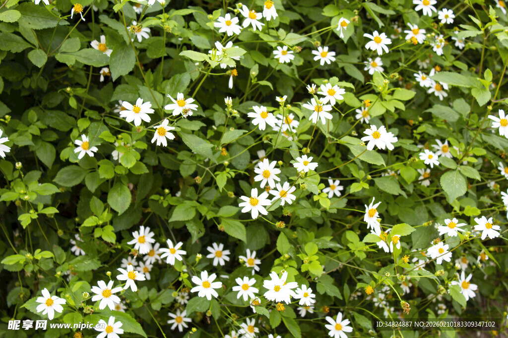 绿叶间绽放的白色菊花