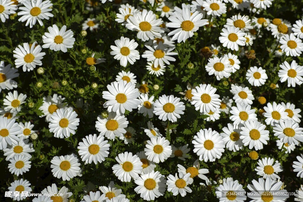 白色雏菊绽放的美丽画面