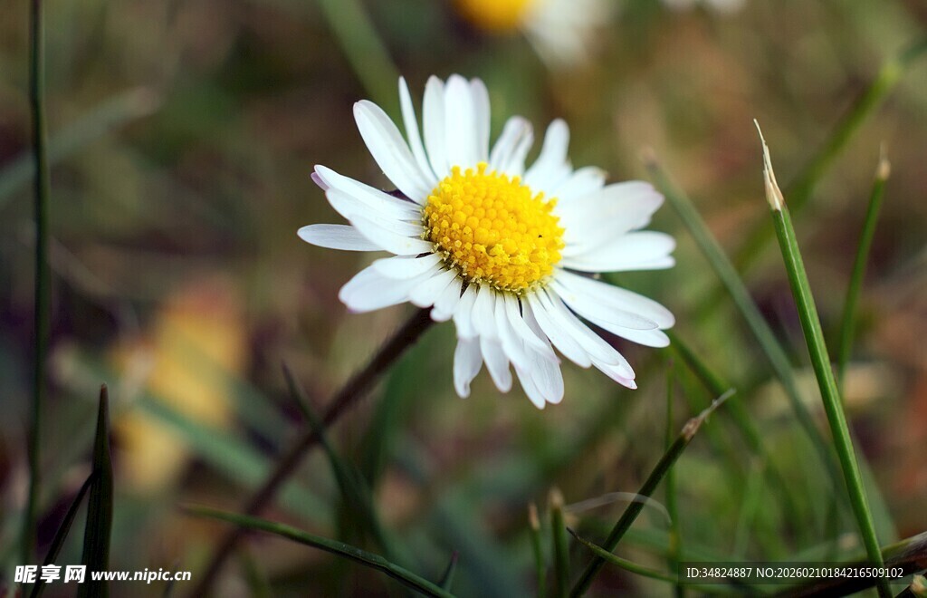 田野中的白色雏菊
