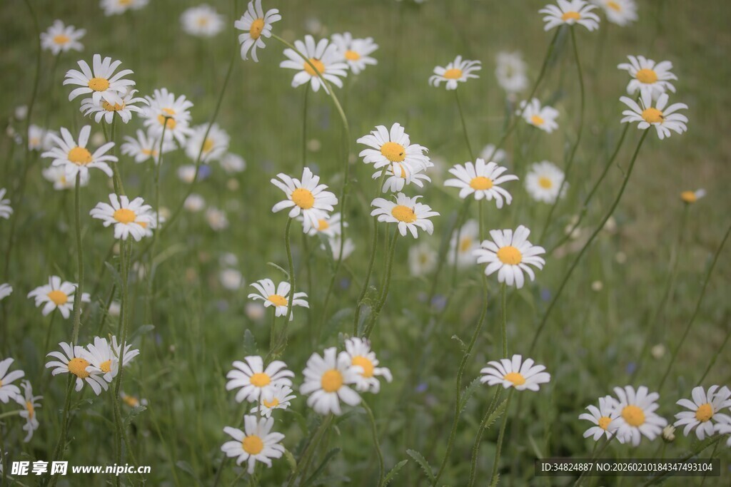 遍野雏菊绽放