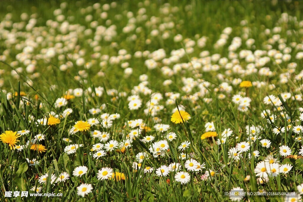 春日草地雏菊绽放