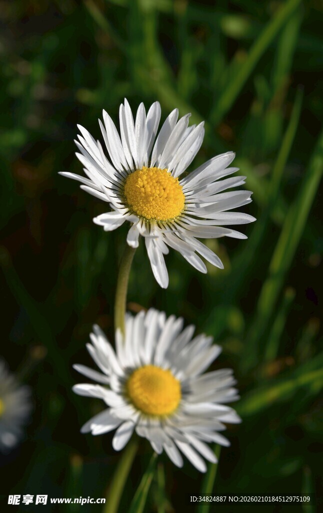 三朵清新小白菊绽放
