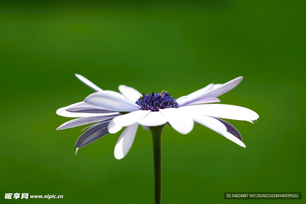 白色小花