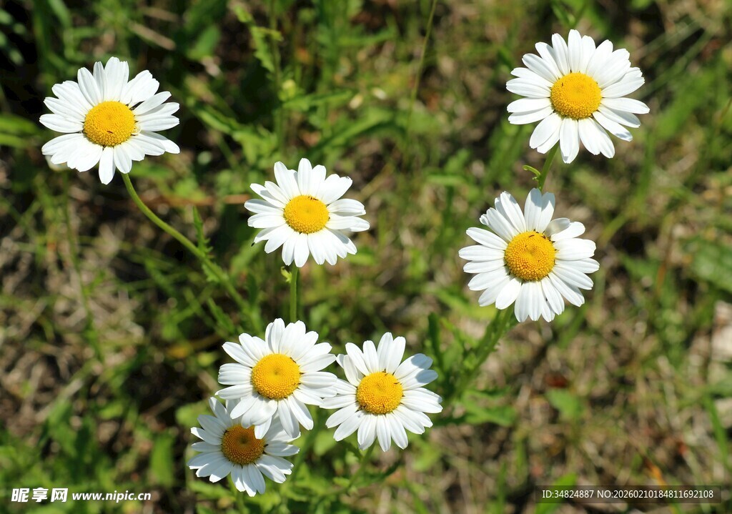 草地上的白色小雏菊