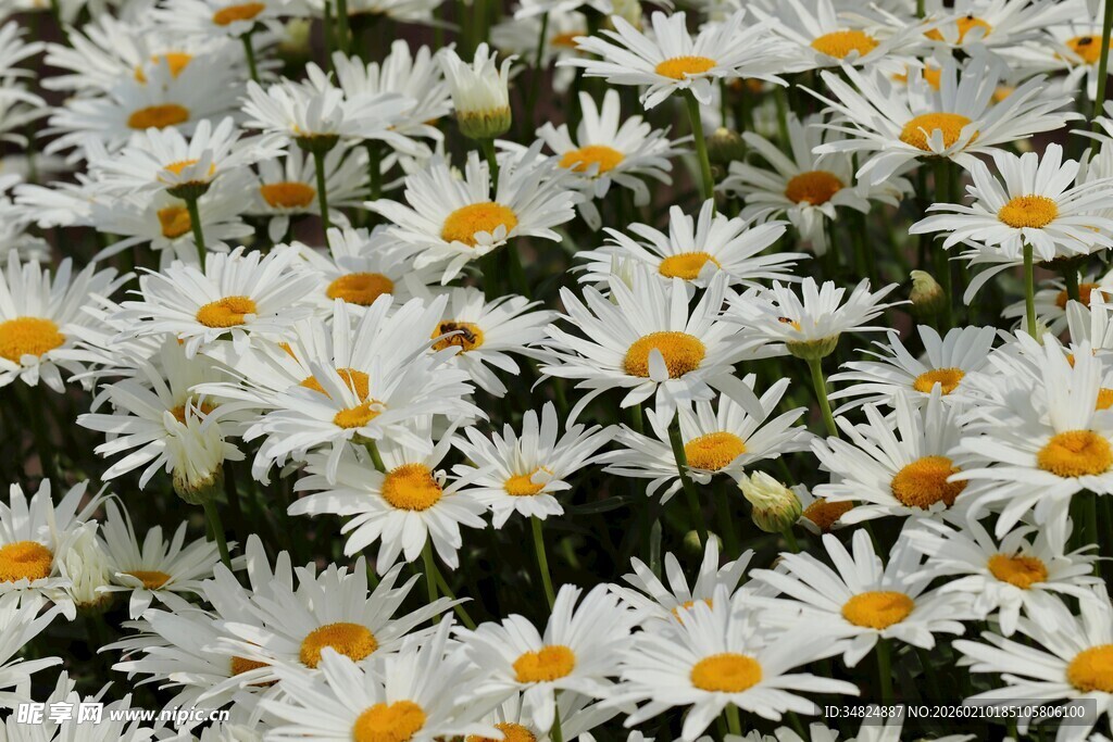 白色雏菊绽放的美丽画面