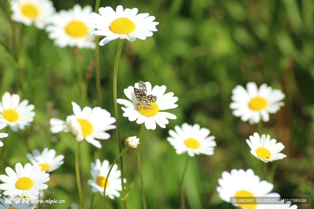 雏菊丛中蜜蜂采蜜