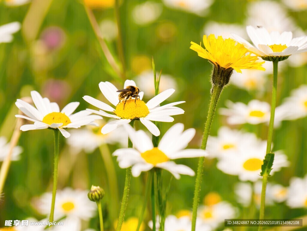 菊花丛中忙碌的蜜蜂