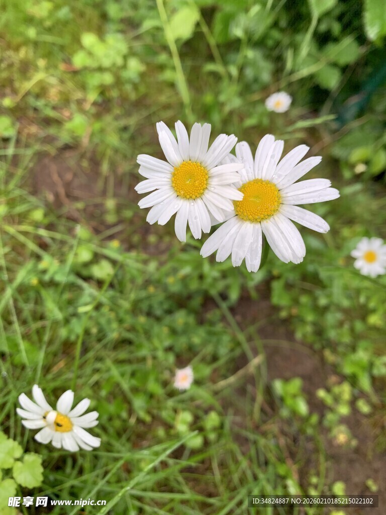 草地上绽放的清新小雏菊