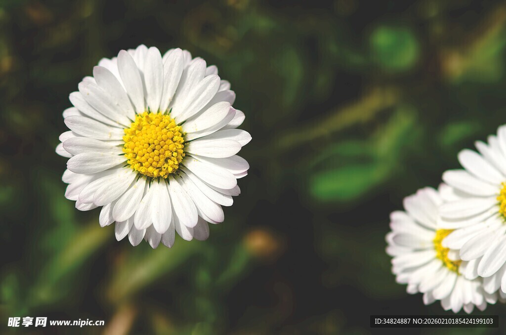 清新小白菊绽放