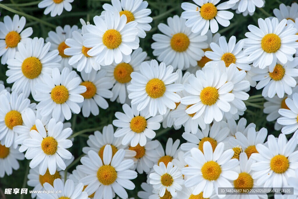 清新小白菊绽放画面