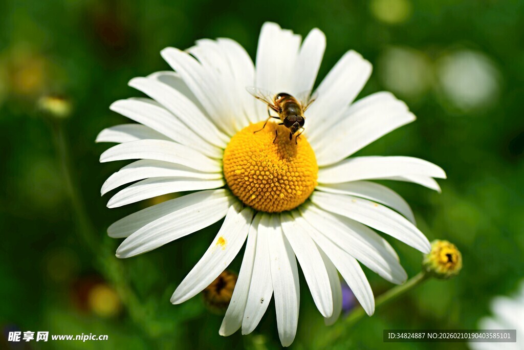 雏菊上的蜜蜂
